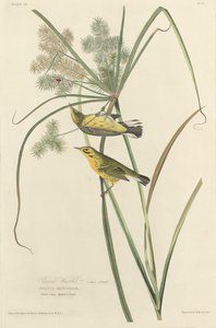プレーリー ウグイス 作： Robert Havell after John James Audubon