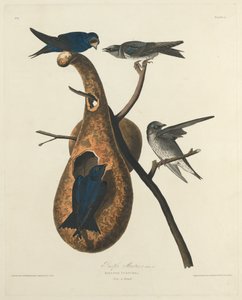 パープル・マーティン 作： Robert Havell after John James Audubon