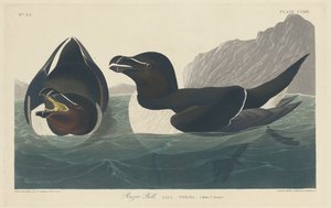 かみそりのビル 作： Robert Havell after John James Audubon