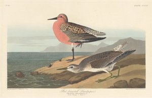 アカシギ 作： Robert Havell after John James Audubon