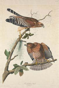 レッドショルダーホーク 作： Robert Havell after John James Audubon