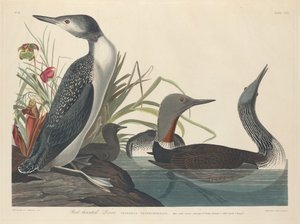 ノドジロダイバー 作： Robert Havell after John James Audubon