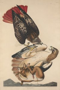 アカオノスリ 作： Robert Havell after John James Audubon