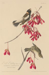 米ホオジロ 作： Robert Havell after John James Audubon