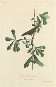 ロスコーの黄色い喉 作： Robert Havell after John James Audubon