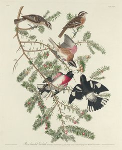 ローズブレストグロスビーク 作： Robert Havell after John James Audubon