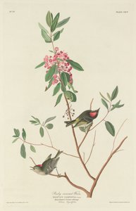 ルビー冠ミソサザイ 作： Robert Havell after John James Audubon