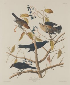 さびたグラクル 作： Robert Havell after John James Audubon