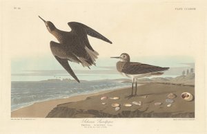 シンツのサンドパイパー 作： Robert Havell after John James Audubon