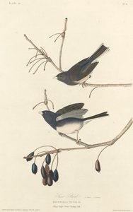 スノーバード 作： Robert Havell after John James Audubon
