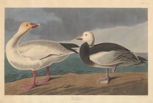 スノーグース 作： Robert Havell after John James Audubon