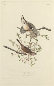 歌雀 作： Robert Havell after John James Audubon