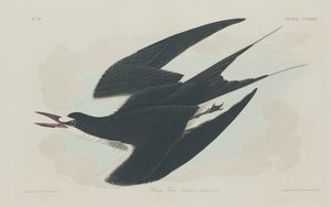 アジサシ 作： Robert Havell after John James Audubon