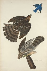 スタンリーホーク 作： Robert Havell after John James Audubon
