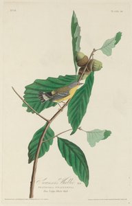 スウェインソンウグイス 作： Robert Havell after John James Audubon