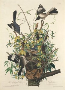 あざける鳥 作： Robert Havell after John James Audubon