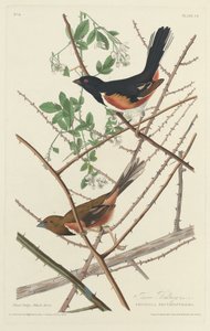 トウィー・バンティング 作： Robert Havell after John James Audubon