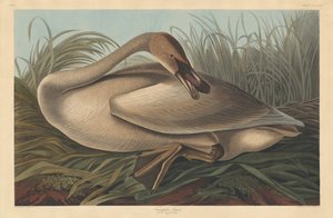 トランペッタースワン 作： Robert Havell after John James Audubon