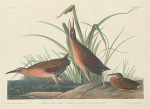 バージニア鉄道 作： Robert Havell after John James Audubon