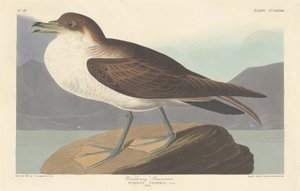 ミズナギドリ 作： Robert Havell after John James Audubon