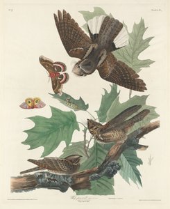 ウィップ・プア・ウィル 作： Robert Havell after John James Audubon