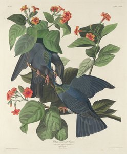 白冠鳩 作： Robert Havell after John James Audubon
