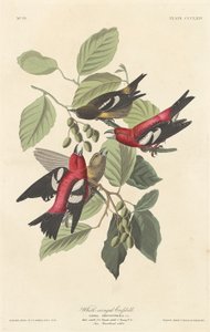 ハシビロコウ 作： Robert Havell after John James Audubon