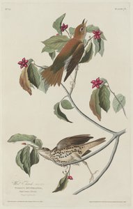 ツグミ 作： Robert Havell after John James Audubon