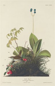 ウッドレン 作： Robert Havell after John James Audubon