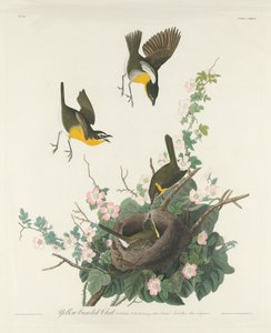 イエロー ブレスト チャット 作： Robert Havell after John James Audubon