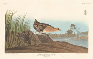 イエローブレストレール 作： Robert Havell after John James Audubon