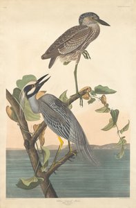 黄冠サギ 作： Robert Havell after John James Audubon