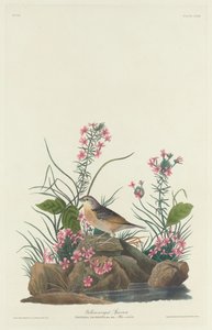 黄翼のスズメ 作： Robert Havell after John James Audubon