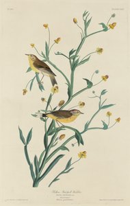 キクイロムシクイ 作： Robert Havell after John James Audubon