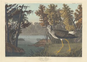 イエローシャンク 作： Robert Havell after John James Audubon