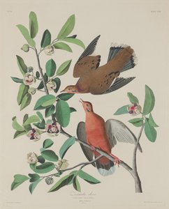 ゼナイダバト 作： Robert Havell after John James Audubon