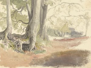 ブナの木 作： Robert Hills