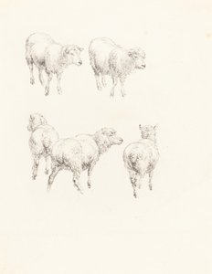 5匹の羊 作： Robert Hills