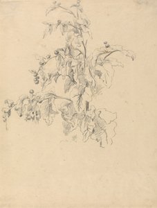 葉の研究 作： Robert Hills