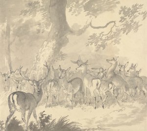 シカの習作: 木の下に鹿と子鹿のグループがいる前景の雄鹿 作： Robert Hills