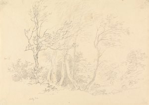 ヒイラギの木の研究 作： Robert Hills