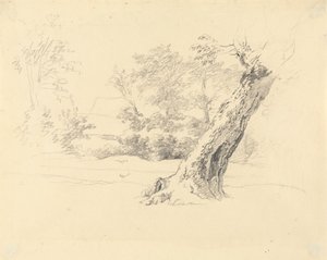 木の研究 作： Robert Hills