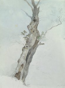 木の研究、c.1800-05（紙のグラファイト上のトイレ） 作： Robert Hills