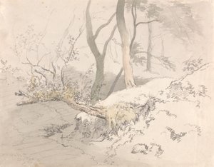ウッドランド シャドウ 作： Robert Hills