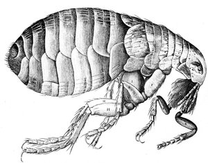 ノミ、翼のない吸血寄生虫、1665 作： Robert Hooke