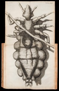 1665年に出版されたロバート・フックの顕微鏡観察書「Micrographia」に掲載されている髪の毛についたシラミの折り紙イラスト 作： Robert Hooke