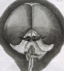 灰色のドローンフライ、Hookes Micrographia、1964年からの観察XXXIX 作： Robert Hooke