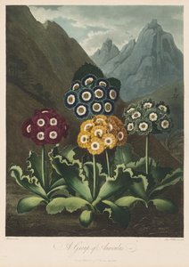 フローラの神殿、または自然の庭園：耳介のグループ 作： Robert John Thornton