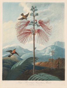 フローラの神殿、または自然の庭園：大規模な開花感受性植物 作： Robert John Thornton