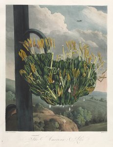 フローラ神殿、または自然の庭：アメリカンアロエ、1807。 作： Robert John Thornton